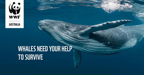wwf cancel donation|wwf australia cancel donations.